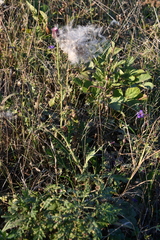 Cirsium maackii