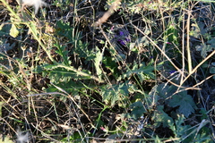 Cirsium maackii