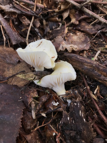 Hygrophorus chrysodon — no rights reserved