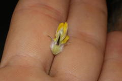 Aspalathus tridentata tridentata