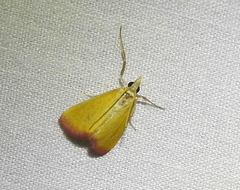 Xanthostege roseiterminalis