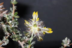 Aspalathus tridentata tridentata