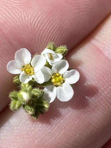 Eyebright Lizardfoot (Limeum myosotis)
