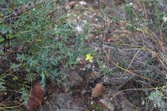 Aspalathus tridentata tridentata