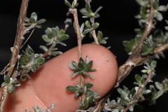 Aspalathus tridentata tridentata