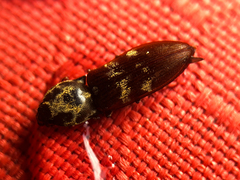 Prosternon bombycinum