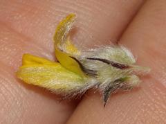 Aspalathus tridentata tridentata