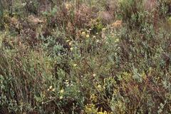 Aspalathus tridentata tridentata