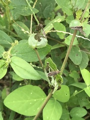 Catorhintha selector