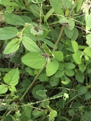 Catorhintha selector