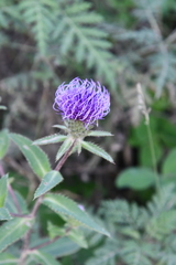 Cirsium vlassovianum