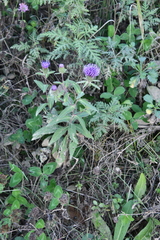 Cirsium vlassovianum