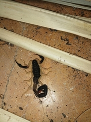 Centruroides fulvipes