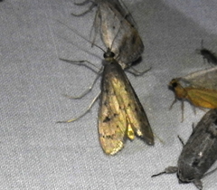 Blepharomastix haedulalis