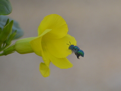 Euglossa viridissima
