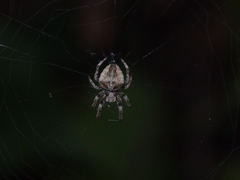 Neoscona menghaiensis