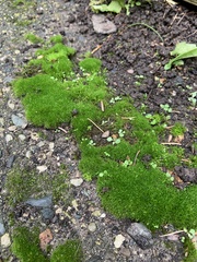 Bryopsida