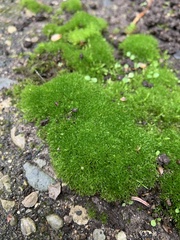 Bryopsida
