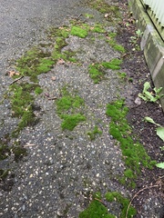 Bryopsida