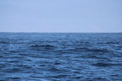 Hydrobatidae