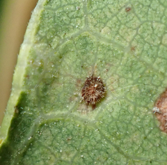 Neuroterus argentatus