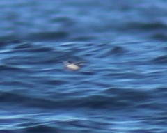 Hydrobatidae