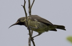 Chalcomitra senegalensis