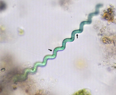 Arthrospira jenneri