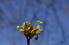 Acer platanoides