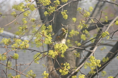 Sciurus carolinensis