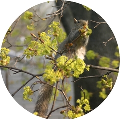 Sciurus carolinensis