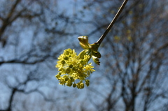 Acer platanoides