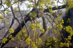 Acer platanoides