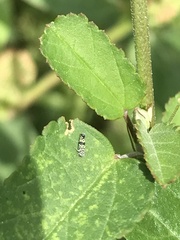 Cicadellidae