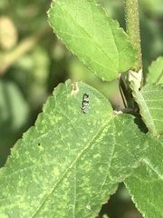 Cicadellidae