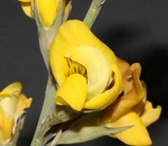 Lebeckia pauciflora