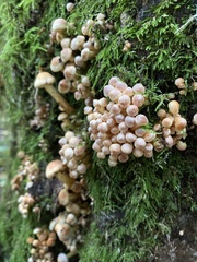 Fungi