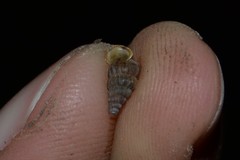 Cochlostoma septemspirale