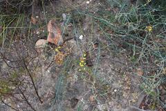 Lebeckia pauciflora