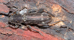 Chlorophorus capensis