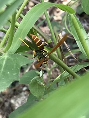 Polistes crinitus