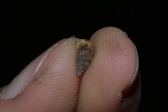 Cochlostoma septemspirale