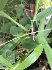 Polistes crinitus