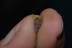 Cochlostoma septemspirale