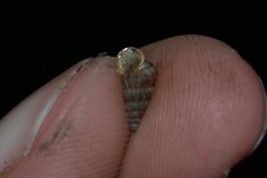 Cochlostoma septemspirale