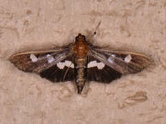 Desmia subdivisalis