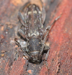 Chlorophorus capensis