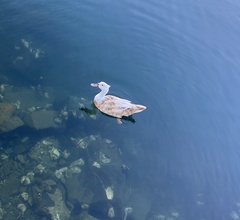 Anas platyrhynchos × Cairina moschata
