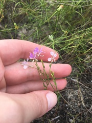 Warea cuneifolia