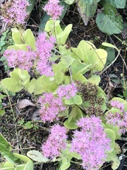 Hylotelephium spectabile